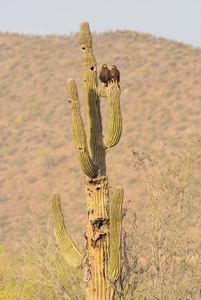 May 5, 2013<br>Not very clear, but then it was a long way off with a lot of heat haze in the air.  A pair of Harris Hawks rests together.